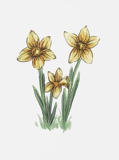 three yellow daffodils are in the grass