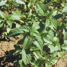 a plant with green leaves in the dirt