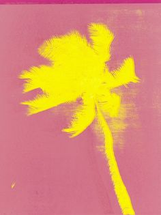 a yellow palm tree against a pink background