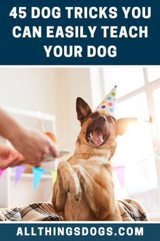 a dog wearing a party hat with the caption, 45 dog tricks you can easily teach your dog