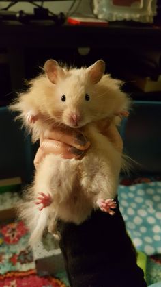 a person holding a small rodent in their arms