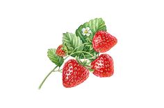 strawberries with leaves and flowers on a white background, watercolor illustration stock photo