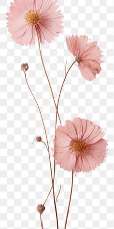 three pink flowers on a white background