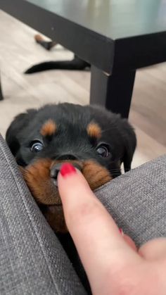 a small black and brown dog sitting on top of a couch next to a person