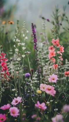 a field full of pink and white flowers