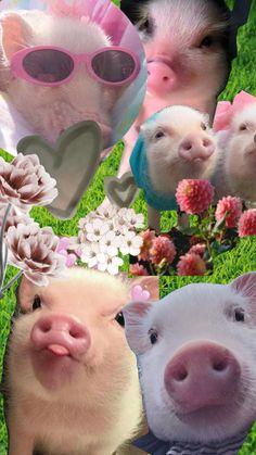 four pigs wearing sunglasses and flowers in the grass, one pig with heart shaped glasses