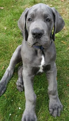 a gray dog laying on top of a lush green field