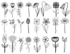 the different types of flowers are drawn in pencil on paper, and each flower has an individual