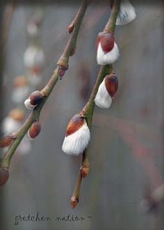 some white and brown flowers on a tree branch