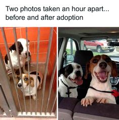 two photos taken an hour apart before and after adoption dogs in the back seat of a car