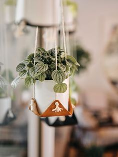 a potted plant hanging from a string