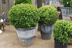 three large potted plants sitting on top of a gravel ground