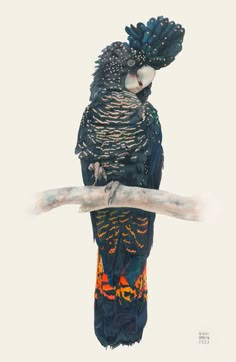 a colorful bird sitting on top of a tree branch next to a white sky background