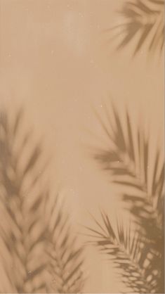 the shadow of palm leaves on a beige background