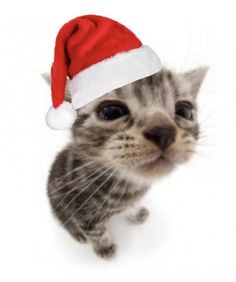 a small kitten wearing a santa hat on top of it's head and looking at the camera