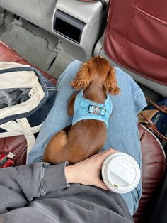 a small brown dog wearing a blue sweater sitting in the back seat of a car