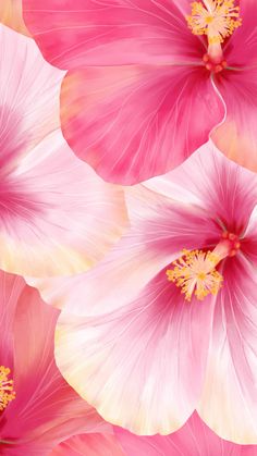 pink and white flowers with yellow stamens