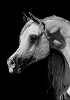 black and white photograph of a horse's head with hair blowing in the wind