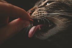 a close up of a person feeding a cat with its mouth open and tongue out