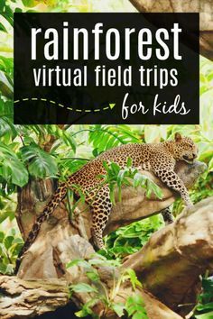 a leopard laying on top of a tree branch in the jungle with text overlay reading rainforest virtual field trips for kids