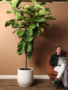 a person sitting on a couch with a laptop in front of a potted plant