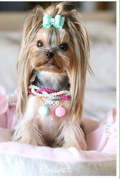 a small dog sitting on top of a bed wearing a pink and blue bow tie