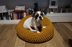 a white and black dog sitting on top of a yellow round bed in front of a bookshelf