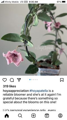 a pink flower is in a vase with green leaves on the top, and an instagram post about it