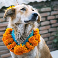 a brown dog wearing a blue and yellow collar with flowers around it's neck