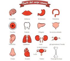 an image of different types of human organs