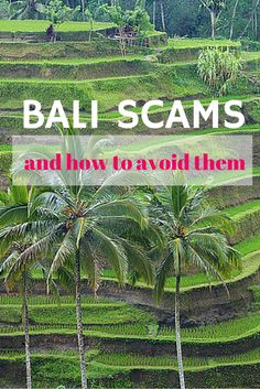 palm trees and rice terraces with the words bali scams and how to avoid them