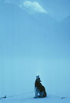 a dog tied to a pole in the snow with mountains in the backgroud