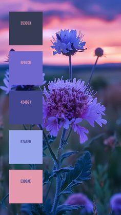 Colors:
353C53
6F67CB
424691
97A5ED
E398AE Foreground Drawing, Dramatic Sky, Branding Resources, Pastel Colour Palette, In Focus, White Set, Blooming Flowers, The Horizon