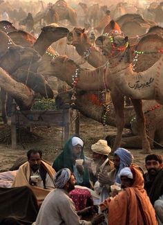 a group of people sitting in front of camels