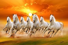 a group of white horses running across a field with the sun setting in the background