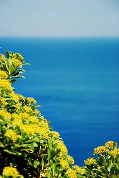 yellow flowers are growing on the side of a cliff overlooking the ocean and blue sky