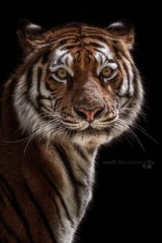 a close up of a tiger on a black background looking at the camera with an intense look