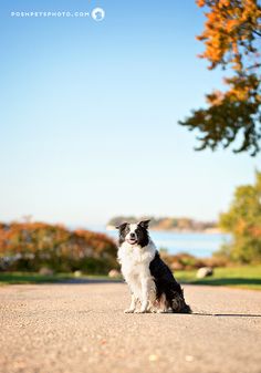 a black and white dog sitting on the side of a road next to a tree