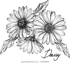 three daisies with leaves and the word daisy written in black ink on a white background