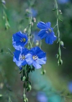 blue flowers are blooming in the garden