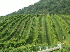 a lush green hillside covered in lots of trees