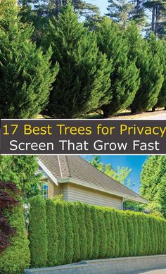 the top 7 best trees for privacy screen that grow fast