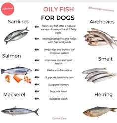 an image of different types of fish for dogs