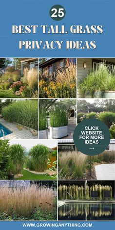 the 25 best tall grass privacy ideas for your yard and garden, including water features