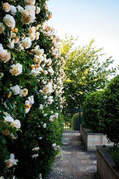 white roses growing on the side of a fence