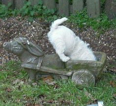 a small white dog sitting on top of a wooden statue in the grass next to a fence