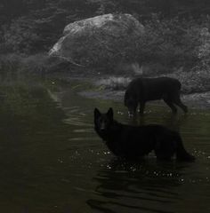 two black dogs are wading in the water