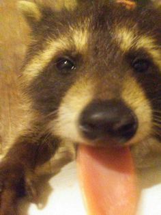 a raccoon is laying down with its tongue out and it's paw on a carrot