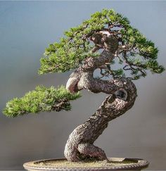 a bonsai tree in a pot on a table