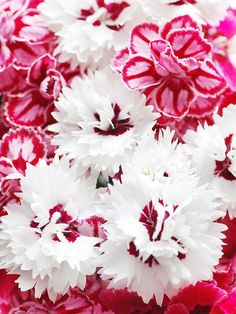 many white and red flowers are in the middle of a bouquet, with one large flower at the center